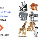 Animals and their babies names in English and Hindi