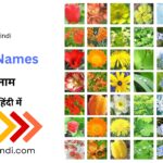 Flowers Names in English and Hindi