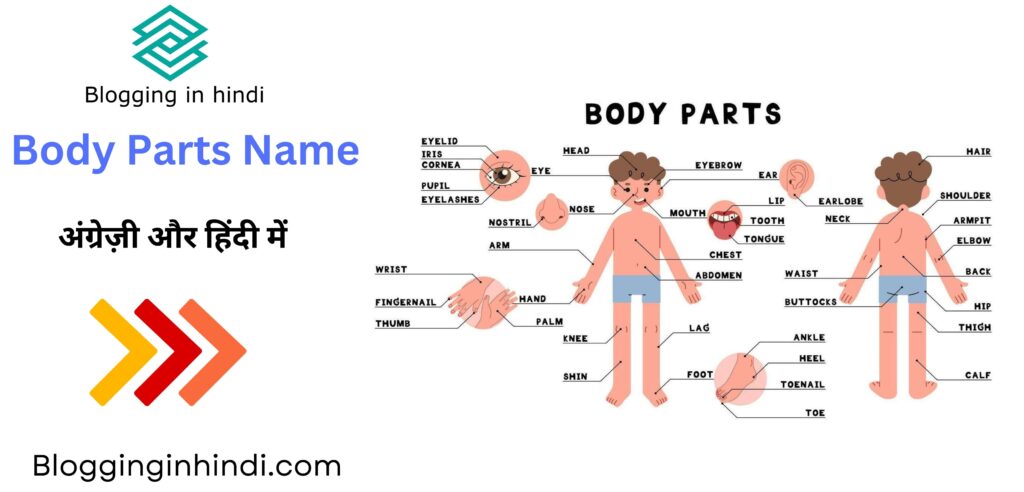 Body Parts names in English and Hindi