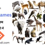 Animals Names in English and Hindi