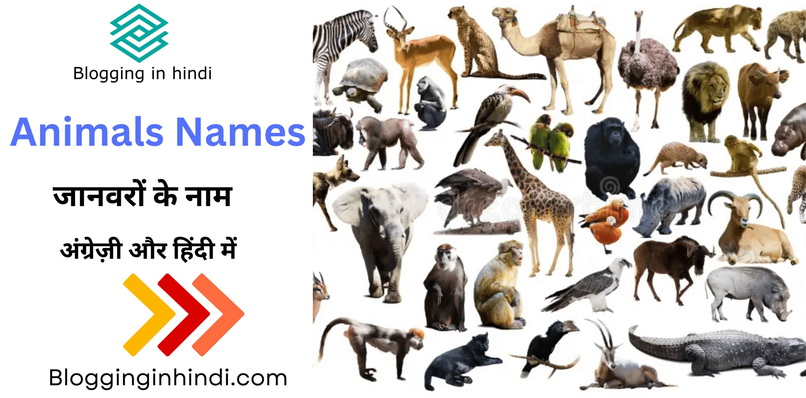 Animals Names in English and Hindi