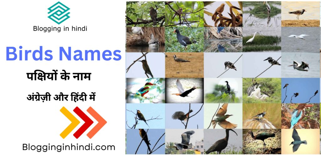 100+ Birds Names in English and Hindi (पक्षियों के नाम)