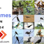 Birds Names in English and Hindi