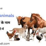 Domestic Animals Names in English and Hindi