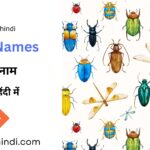 Insects Names in Hindi and English