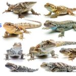 Reptiles names in English and Hindi