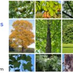 Trees names in English and Hindi