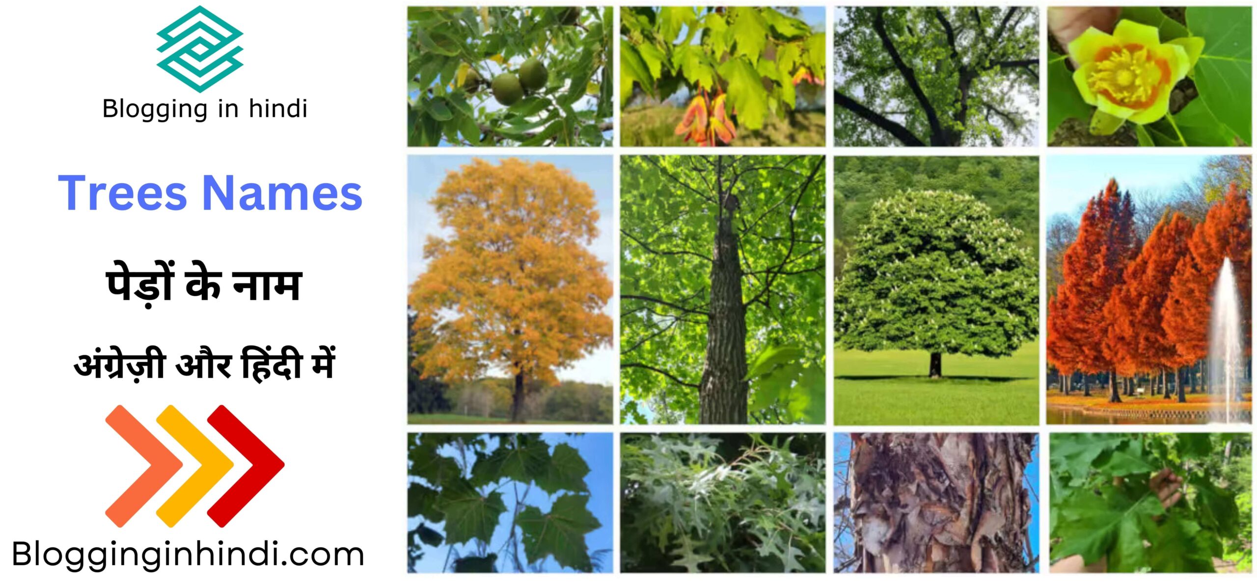 Trees names in English and Hindi