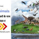 Wild Animals Names in English and Hindi