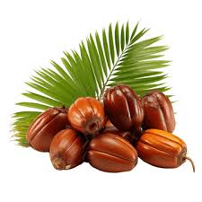 Palm Fruit Name in Hindi